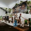 Salah satu domba dari Himpunan Peternak Domba-Kambing Indonesia yang memikat sejumlah pengunjung di Festival Agribisnis Ekowisata Cimahi, Sabtu 9 Maret 2024.