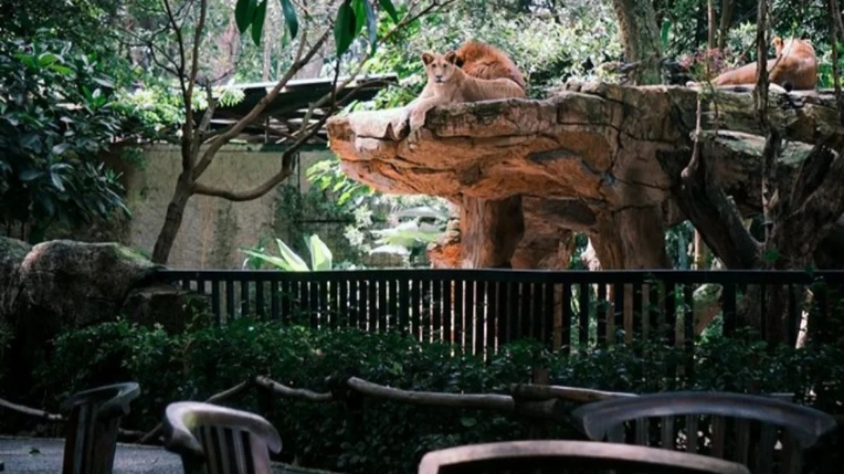 Kafe dan kandang Singa yang bersebelahan di Bandung Zoo sebagai tempat bukber ketika Ramadan.(ist)
