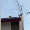 Kawanan monyet ekor panjang saat berkeliling di pemukiman warga wilayah Kelurahan Rancaekek Kencana, Kecamatan Rancaekek, Kabupaten Bandung.