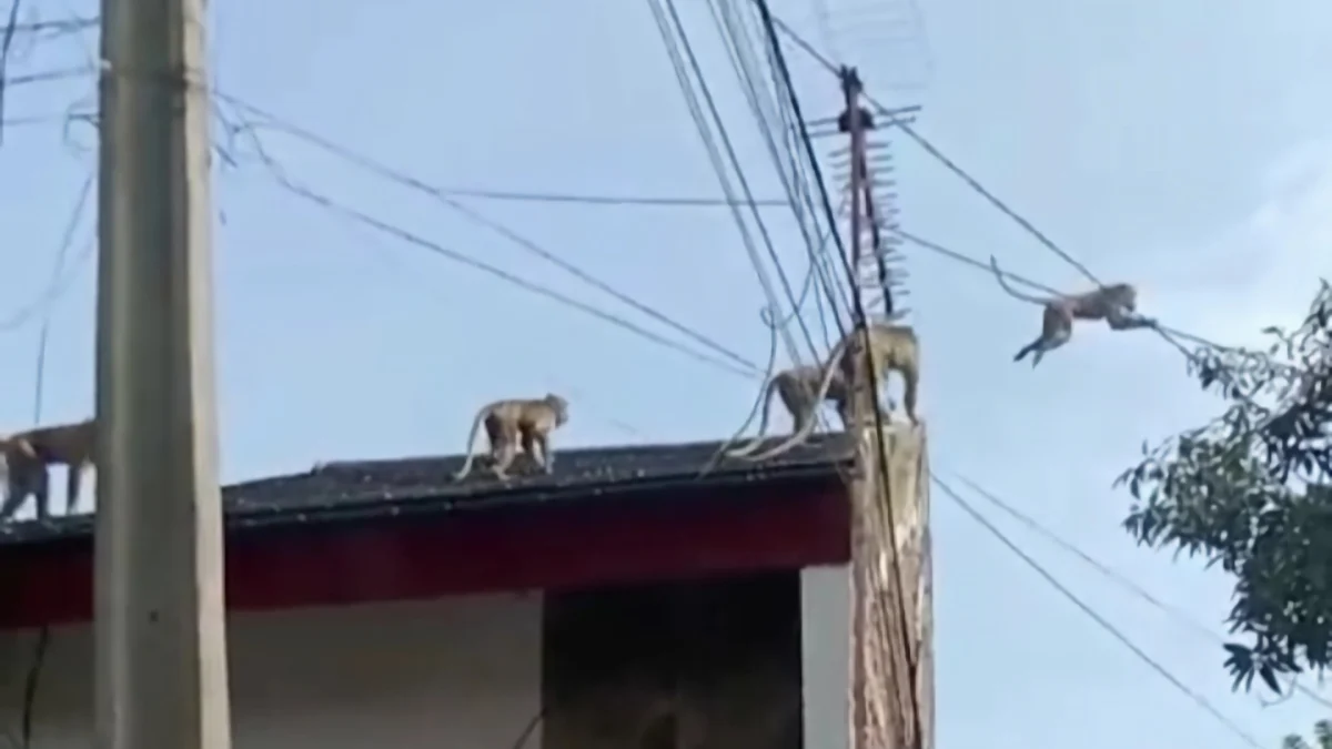 Kawanan monyet ekor panjang saat berkeliling di pemukiman warga wilayah Kelurahan Rancaekek Kencana, Kecamatan Rancaekek, Kabupaten Bandung.