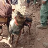 Tim SAR terjunkan anjing pelacak K-9 dalam pencarian korban hilang tertimbun longsor di Desa Cibenda, Kecamatan Rongga, KBB. Senin (25/3). Foto istimewa