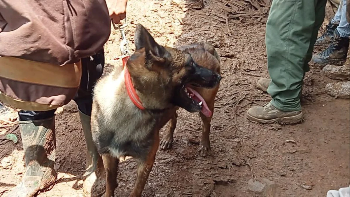 Cari Korban Hilang Akibat Longsor di KBB, Tim SAR Kerahkan Anjing Pelacak Tim SAR terjunkan anjing pelacak K-9 dalam pencarian korban hilang tertimbun longsor di Desa Cibenda, Kecamatan Rongga, KBB. Senin (25/3). Foto istimewa