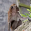 Ini Penyebab Monyet Turun ke Kota Bandung, Tanda Bencana Alam atau Kekurangan Makanan?