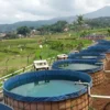 Potensi Besar, Budidaya Ikan di Jabar Perlu Dikembangkan Ilustrasi budidaya ikan di wilayah Jawa Barat
