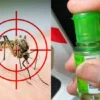 5 Cara Alami Mengusir Nyamuk di Rumah, Bikin Kamu Tenang Tanpa Harus Repot