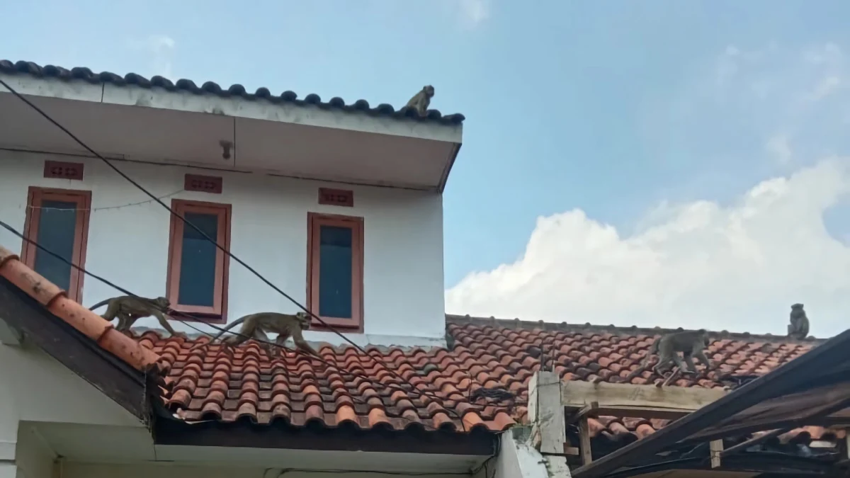 Diskar PB Bandung Ingatkan Jangan Ganggu dan Beri Makan Kawanan Monyet Liar Sekawanan monyet jenis kera ekor panjang berkeliaran di pemukiman warga wilayah Desa Cinunuk, Kecamatan Cileunyi, Kabupaten Bandung. (Istimewa)
