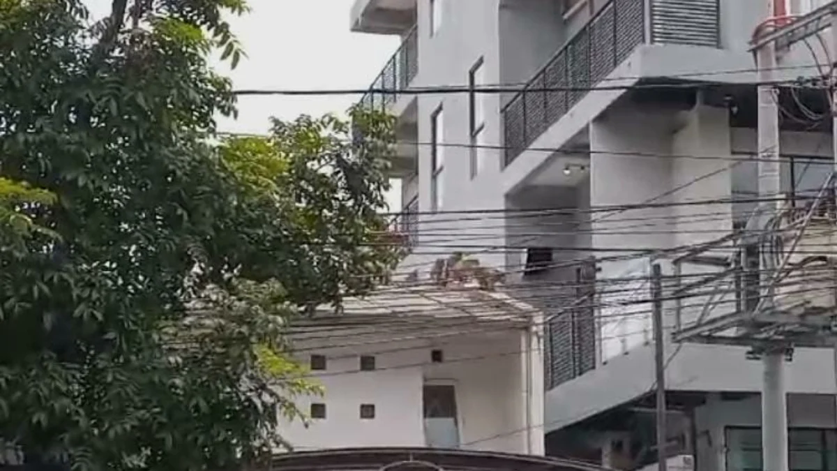 Monyet Berkeliaran di Kota Bandung, Ada Indikasi Bukan Kawanan Liar? kawanan monyet berkeliaran di Kota Bandung/ Foto: Istimewa/