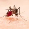 Ilustrasi: Nyamuk Aedes aegypti penyebab DBD di Kota Banjar.