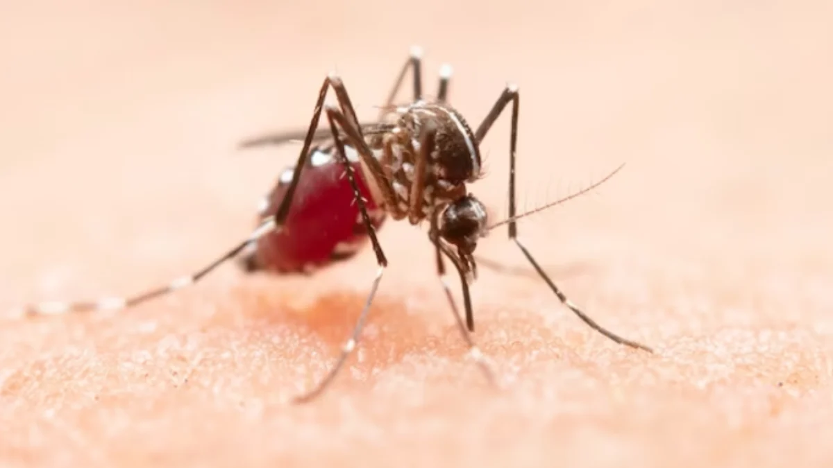 Ilustrasi: Nyamuk Aedes aegypti penyebab DBD di Kota Banjar.