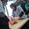 Sterilisasi Kucing Liar Vaksin Rabies Gratis di Bandung (bandung.go.id)