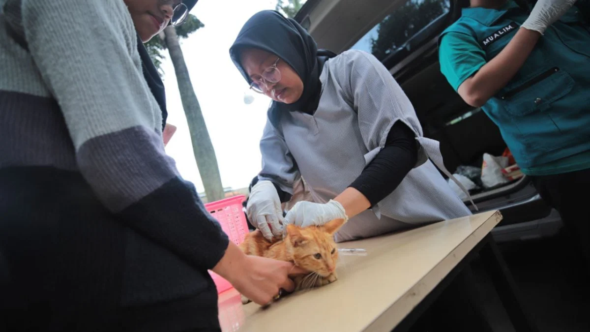Sterilisasi Kucing Liar Vaksin Rabies Gratis di Bandung (bandung.go.id)