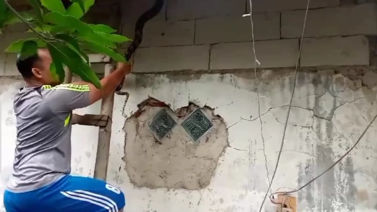 Warga Gunung Putri Bogor Dibuat Heboh, Ada Ular 3 Meter di Rumah Kepala Dusun Warga saat mengevakuasi ular. Foto : Sandika Fadilah/Jabarekspres.com