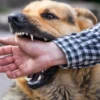 Pria di Sukabumi Digigit Anjing Rabies saat Pulang Ngabuburit, Alami Luka Cukup Serius Anjing Rabies menggigit seorang pria berumur di Sukabumi/Foto: Istimewa/