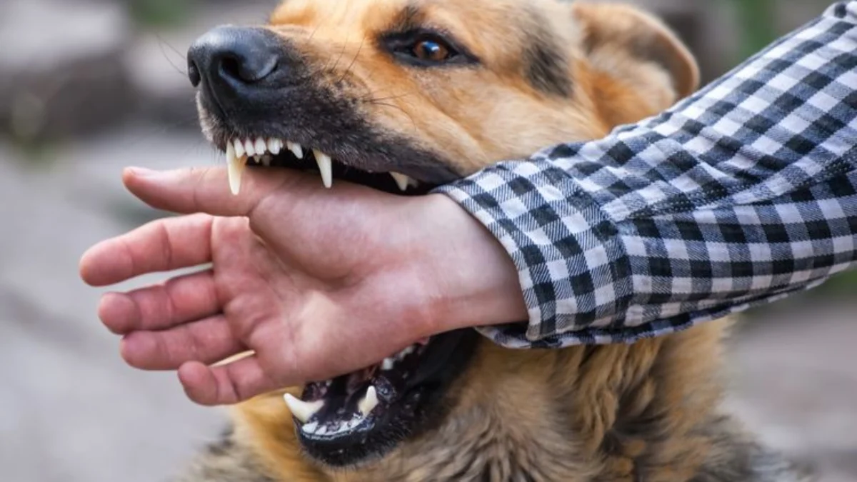 Anjing Rabies menggigit seorang pria berumur di Sukabumi/Foto: Istimewa/