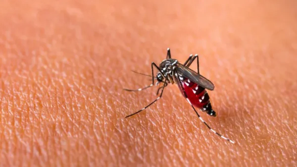 Arbovirus: Penyakit Serius dari Gigitan Nyamuk yang Perlu Kamu Waspadai Arbovirus: Penyakit Serius dari Gigitan Nyamuk yang Perlu Kamu Waspadai