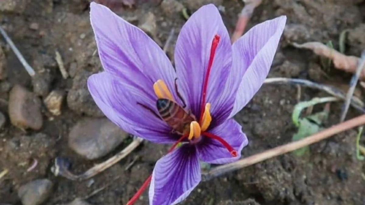 Ternyata Ini Manfaat Saffron yang Belum Banyak Orang Ketahui, Bisa Digunakan Lindungi Kulit dari Sinar UV Ternyata Ini Manfaat Saffron yang Belum Banyak Orang Ketahui, Bisa Digunakan Lindungi Kulit dari Sinar UV