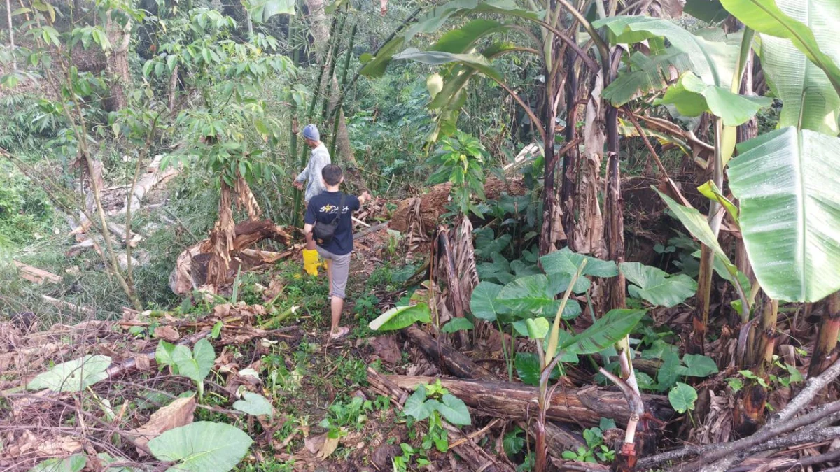 TKP tewasnya Oleh (65) dan Asep (50), saat menebang pohon di lahan milik Bupati Sukabumi.