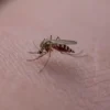 Ilustrasi: Nyamuk Aedes aegypti penyebab DBD di KBB.