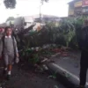 Pohon tumbang yang menutupi jalur Sukabumi-Bogor di Jalan Raya Siliwangi, Kampung Ciutara, Desa Pondokkasolandeuh, Kecamatan Parungkuda, Kabupaten Sukabumi, pada Kamis, 4 April 2024 pukul 06.20 WIB.