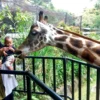Sejumlah wisatawan lokal saat berkunjung di area kandang rusa Bandung Zoo.