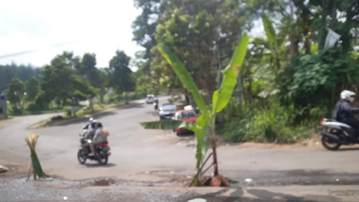 Jalan akses menuju Kantor Pemda Bandung Barat ditanami pohon pisang oleh warga. Jumat (19/4). Foto Jabarekspres