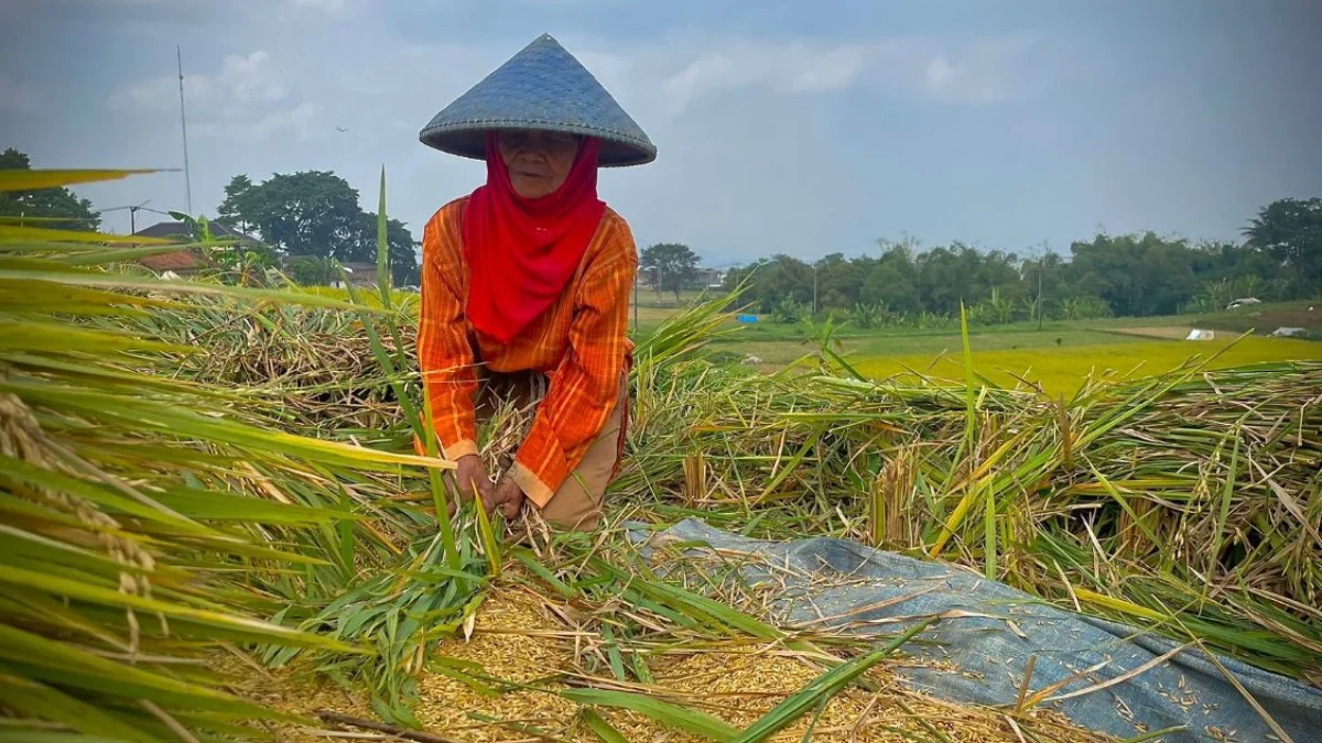Petani di Kecamatan Ngamprah, Bandung Barat saat memanen padi. Foto Jabar Ekspres