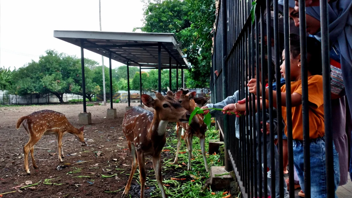 kandaKandang Rusa Gedung Negara Cirebon / Istimewa
