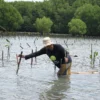 Peringati Hari Bumi Sedunia: Bio Farma Tanam 4000 Mangrove Peringati Hari Bumi Sedunia: Bio Farma Tanam 4000 Mangrove