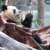 Seekor panda raksasa terlihat di kebun binatang di Madrid, Spanyol, 22 Februari 2024. (ANTARA)