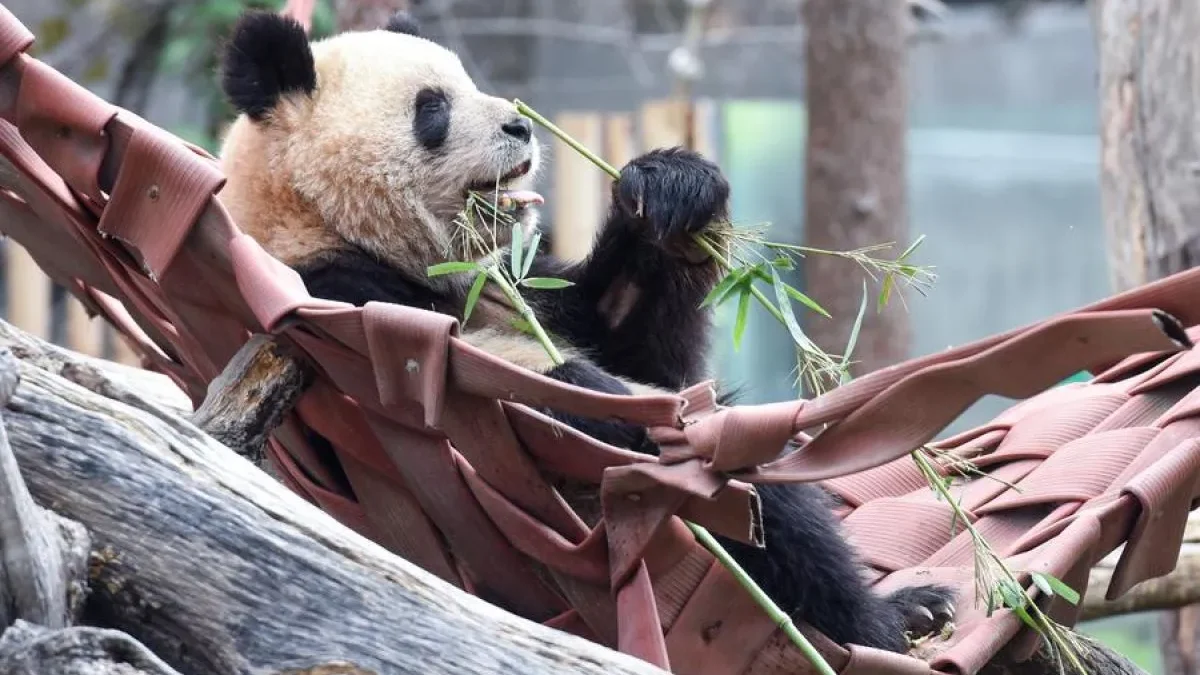 Seekor panda raksasa terlihat di kebun binatang di Madrid, Spanyol, 22 Februari 2024. (ANTARA)