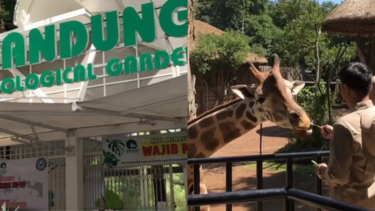 Info Harga Tiket Masuk Bandung atau Kebun Binatang Bandung Periode Libur Lebaran 2024/ Kolase Instagram @bandung_zoo