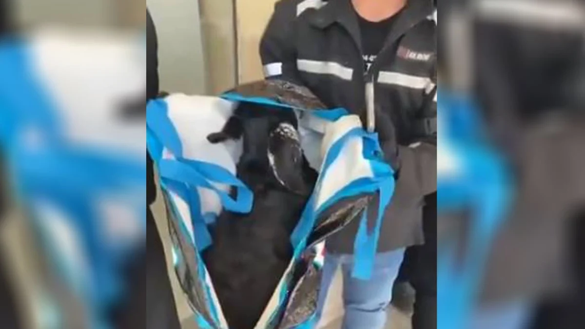 13 Pemukim Yahudi Ditahan Karena Memasukkan Kambing ke Kompleks Al-Aqsa untuk Ritual Keagamaan 13 Pemukim Yahudi Ditahan Karena Memasukkan Kambing ke Kompleks Al-Aqsa untuk Ritual Keagamaan