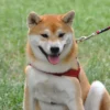 Kabosu, Anjing Shiba Inu yang Terkenal Karena Meme Doge, Wafat dalam Tidur