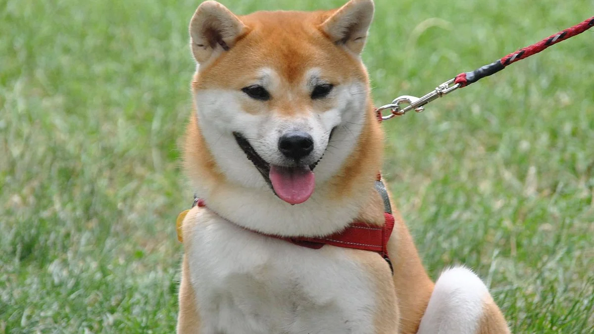 Kabosu, Anjing Shiba Inu yang Terkenal Karena Meme Doge, Wafat dalam Tidur