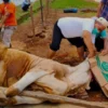 ILUSTRASI proses penyembelihan hewan qurban. (disway)
