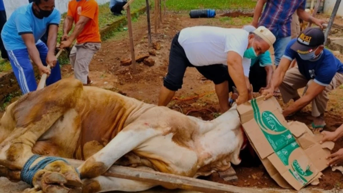 ILUSTRASI proses penyembelihan hewan qurban. (disway)