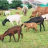 ILUSTRASI keutamaan ibadah qurban. (freepik)