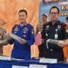 Penyeludupan Benih Bening Lobster Rp19,2 Miliar Digagalkan Polri