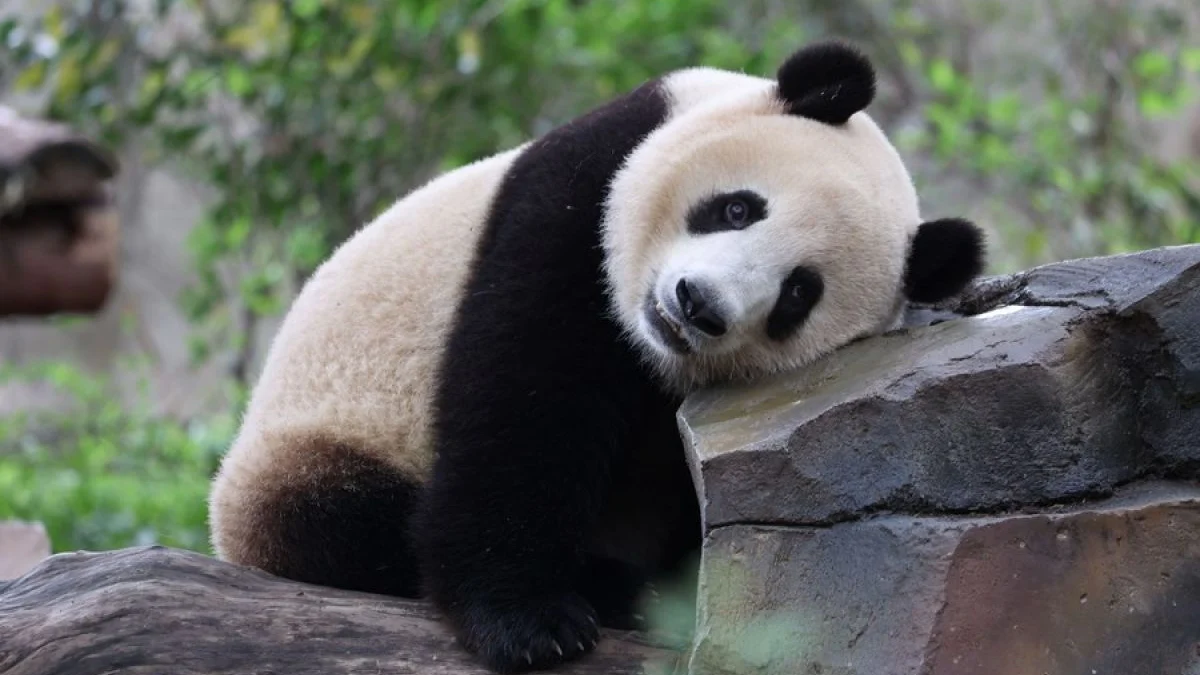 Ngakak Abis! Pengunjung Kebun Binatang di China Dikerjain, Dikira Liat Panda, Ternyata Anjing