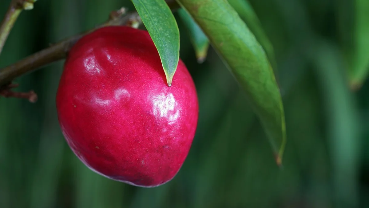 Termasuk Jenis Obat Tradisional, Ini 7 Manfaat Konsumsi Mahkota Dewa (ilustrasi: Pixabay)