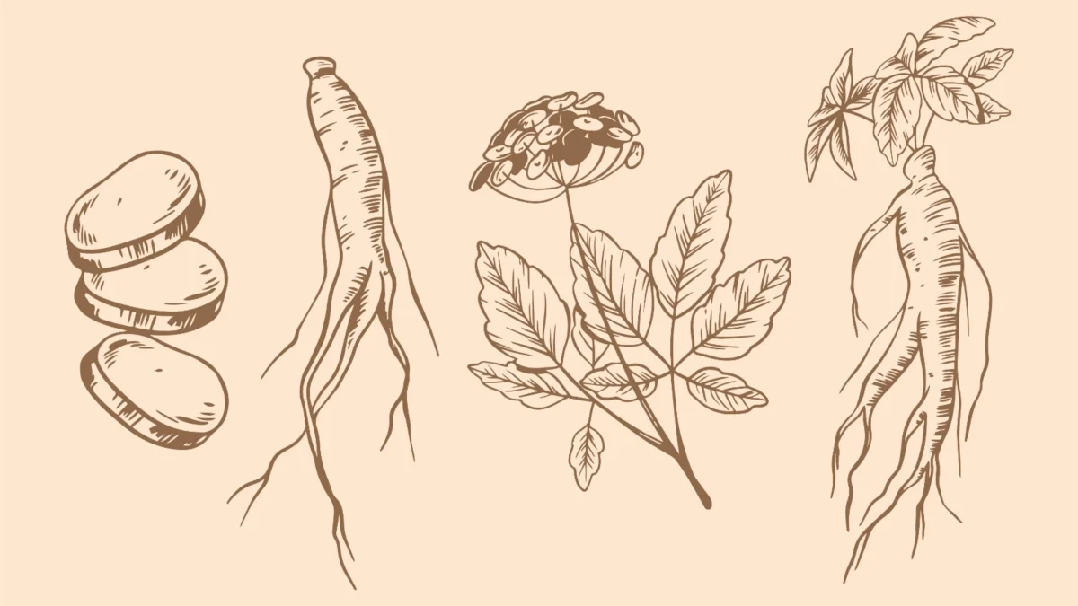 Selain Memberikan Rasa Lezat pada Hidangan, Ketahui Manfaat Ginseng Bagi Kesehatan (ilustrasi: Freepik)