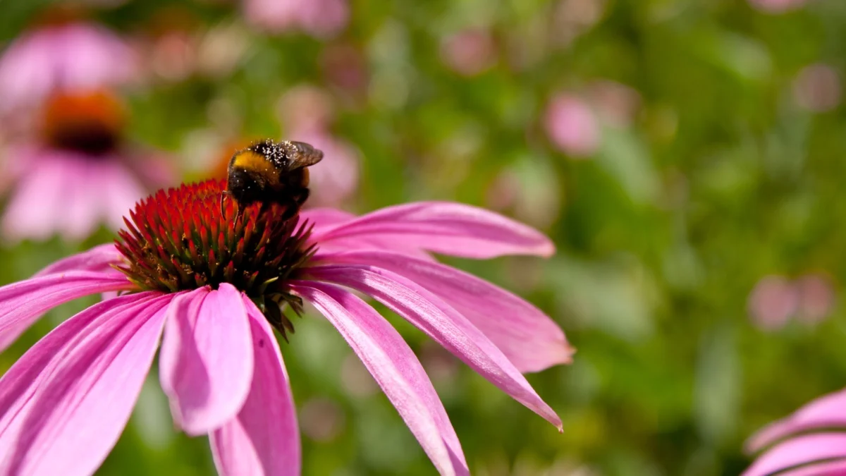 Echinacea: Jenis Bunga yang Dipercaya Memiliki Manfaat Bagi Kesehatan (ilustrasi: Freepik)