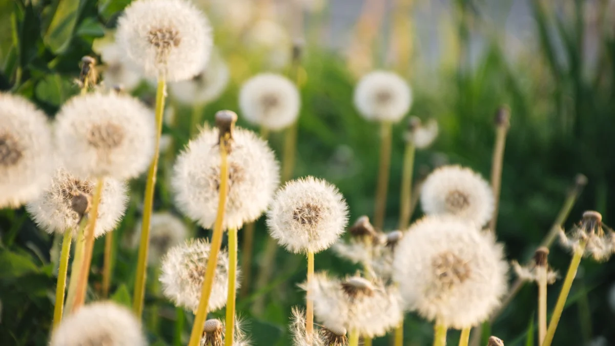 Selain Bentuknya yang Cantik, Ternyata Bunga Dandelion Miliki Manfaat Bagi Pencernaan (ilustrasi: Freepik)