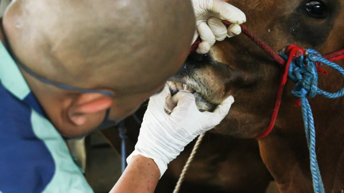 Dokter Hewan DKPP Kota Bandung memeriksa kondisi calon hewan Qurban di Peternakan Sapi kawasan Pasanggrahan, Kota Bandung. (Pandu Muslim/Jabar Ekspres)