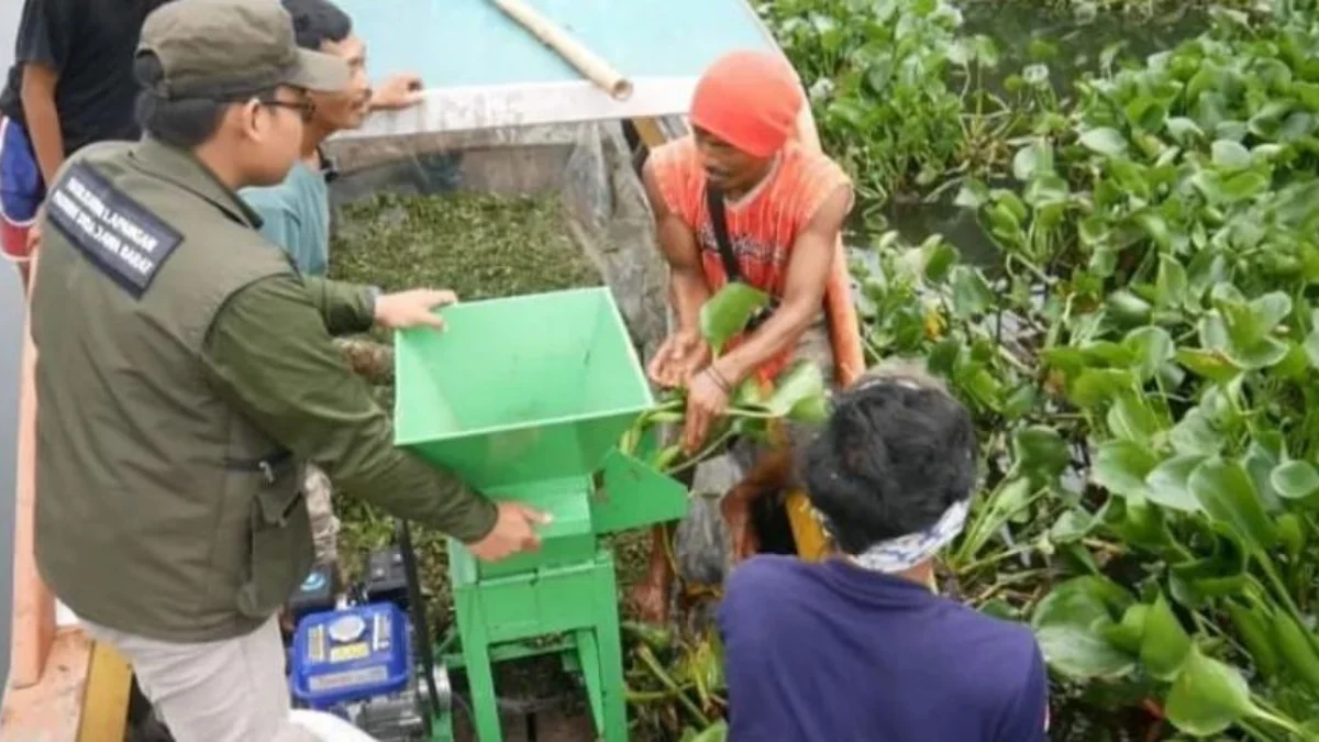 Pemuda peduli lingkungan yang tergabung dalam Rumah Hayati tengah menggiling eceng gondok di perairan waduk saguling. Senin (27/5). Dok Rumah Hayati