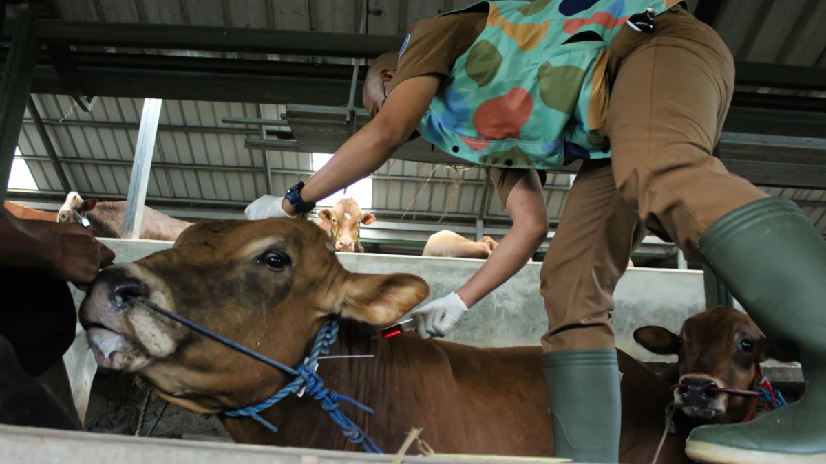 Terima 2.000 Dosis Vaksin PMK, Pemkot Bandung Pastikan Nihil Kasus Dokter Hewan DKPP Kota Bandung memberikan injeksi vitamin pada calon hewan Qurban di Peternakan Sapi kawasan Pasanggrahan, Kota Bandung. (Pandu Muslim/Jabar Ekspres)