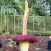 Bunga Bangkai Di Kebun Raya Cibodas mekar sempurna setinggi 3,4 meter