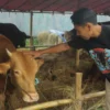 Penjual Hewan Kurban Sambut Positif Wacana Pemkot Soal Vaksinasi Ternak Jelang Idul Adha Penjual mengecek kondisi sapi di Lapak Penjualan hewan qurban Jalan Soekarno Hatta, Bandung. (Pandu Muslim/Jabar Ekspres)