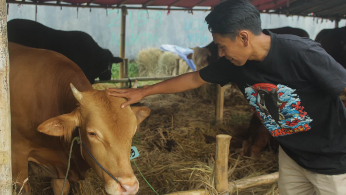 Penjual mengecek kondisi sapi di Lapak Penjualan hewan qurban Jalan Soekarno Hatta, Bandung. (Pandu Muslim/Jabar Ekspres)