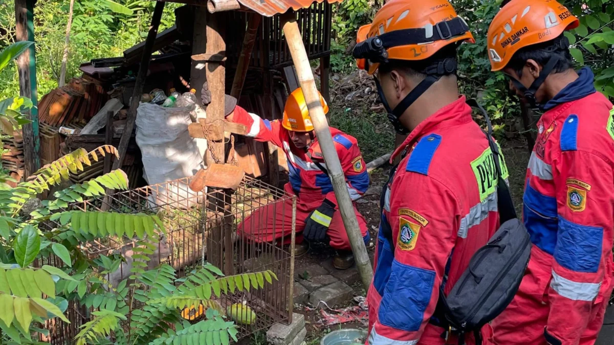 Petugas rescue damkar saat mengamankan monyet ekor panjang. Foto : Sandika Fadilah /Jabarekspres.com